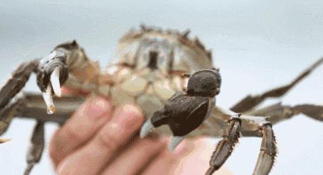 阳澄湖大闸蟹开湖活动,阳澄湖大闸蟹已进入最佳赏味期