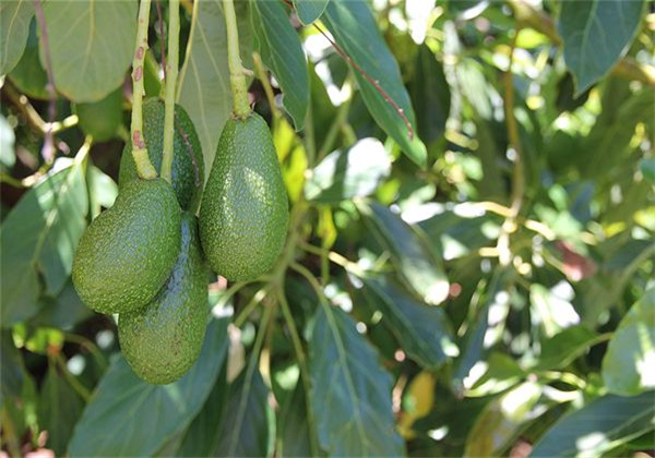 牛油果种植技术与条件图片,牛油果口感水分很大