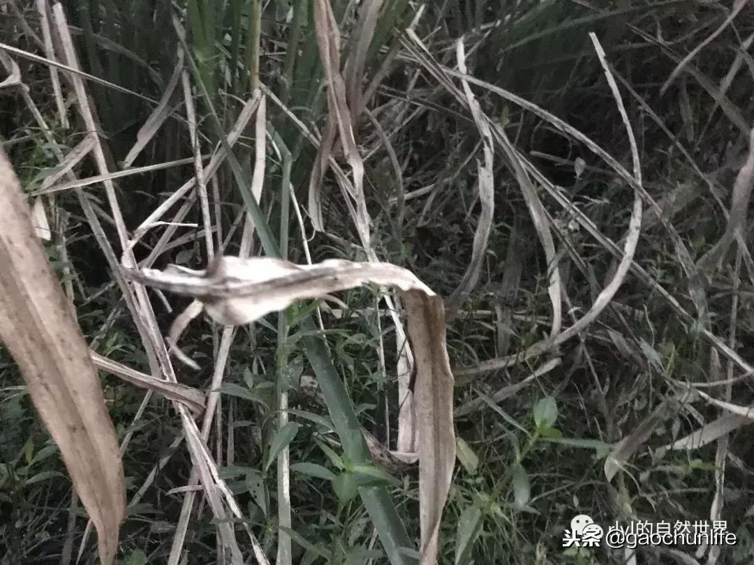 草龟难养,养草龟笔记