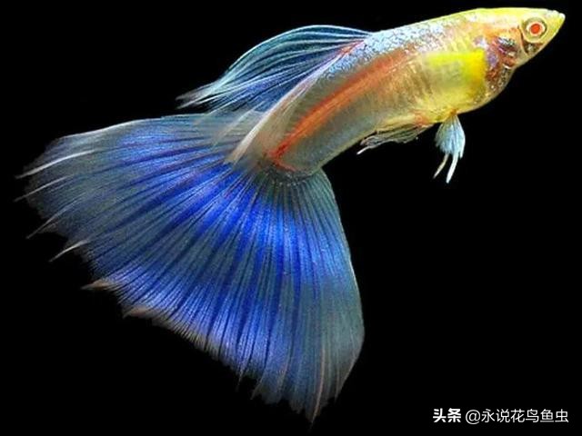 孔雀鱼死亡原因及症状,孔雀鱼死亡原因及治疗