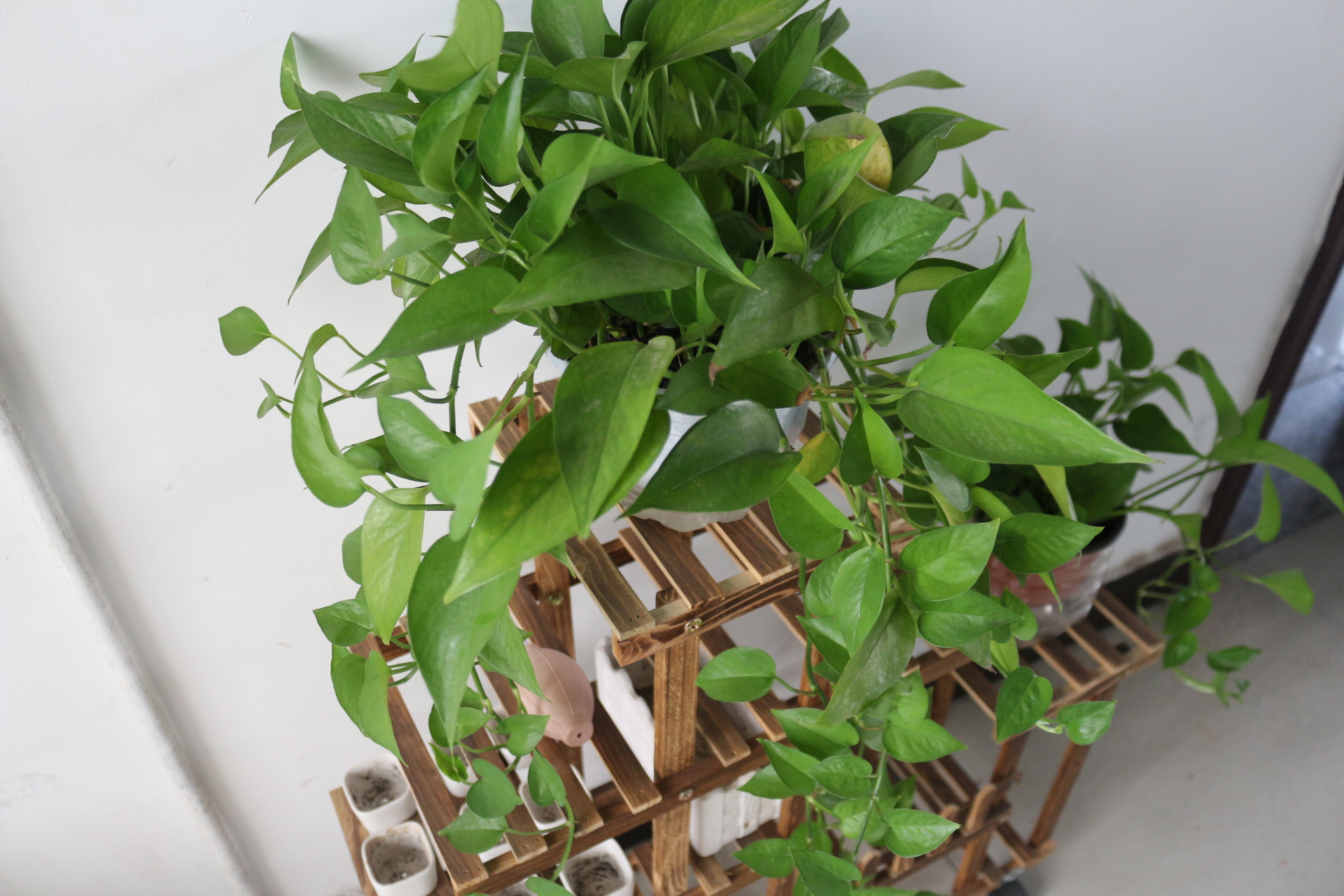 绿萝叶子发黄快速补救方法水养,绿萝叶子发黄怎么补救水养