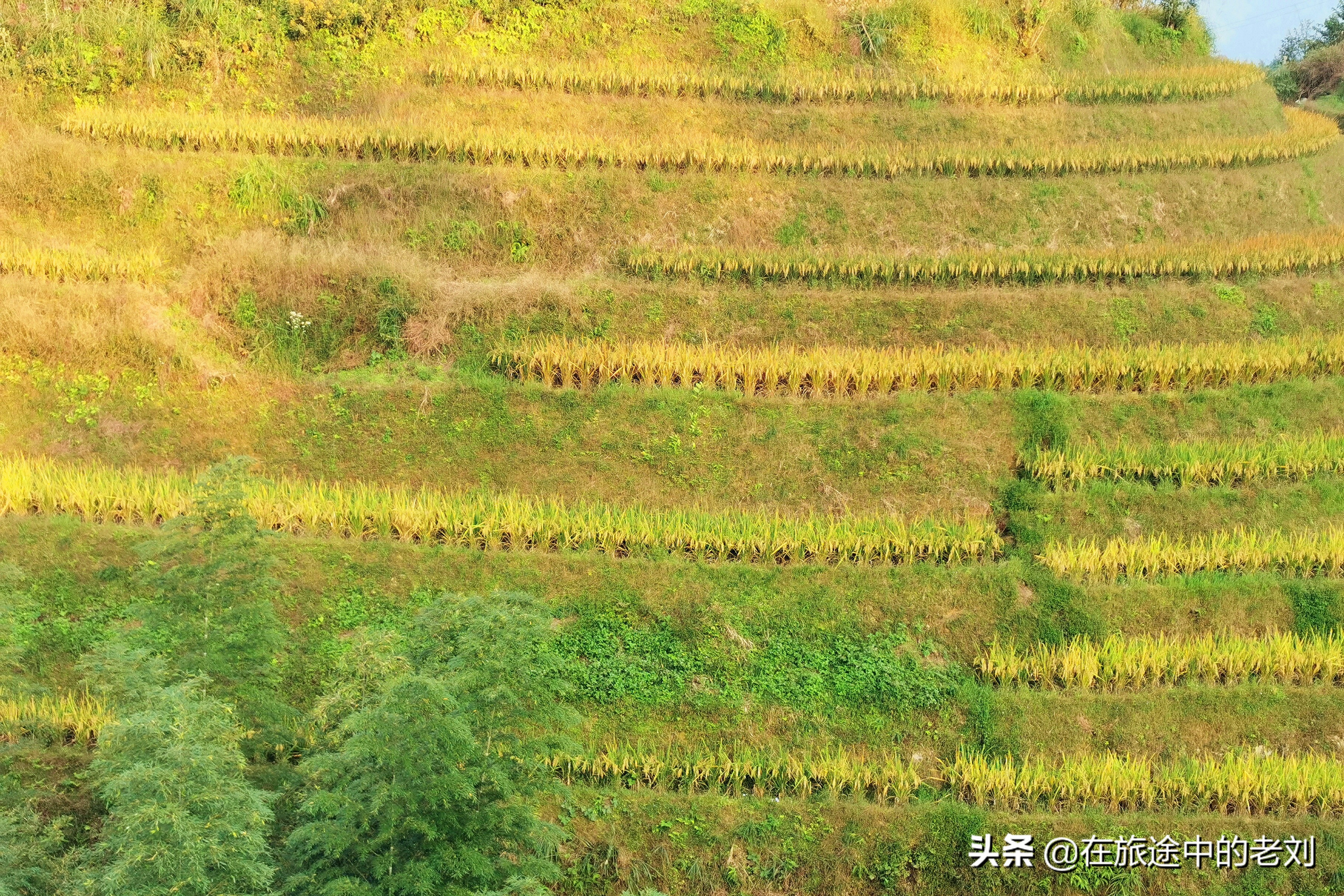 远赴龙脊大寨梯田,追逐今年最后的金黄——桂林七天游1