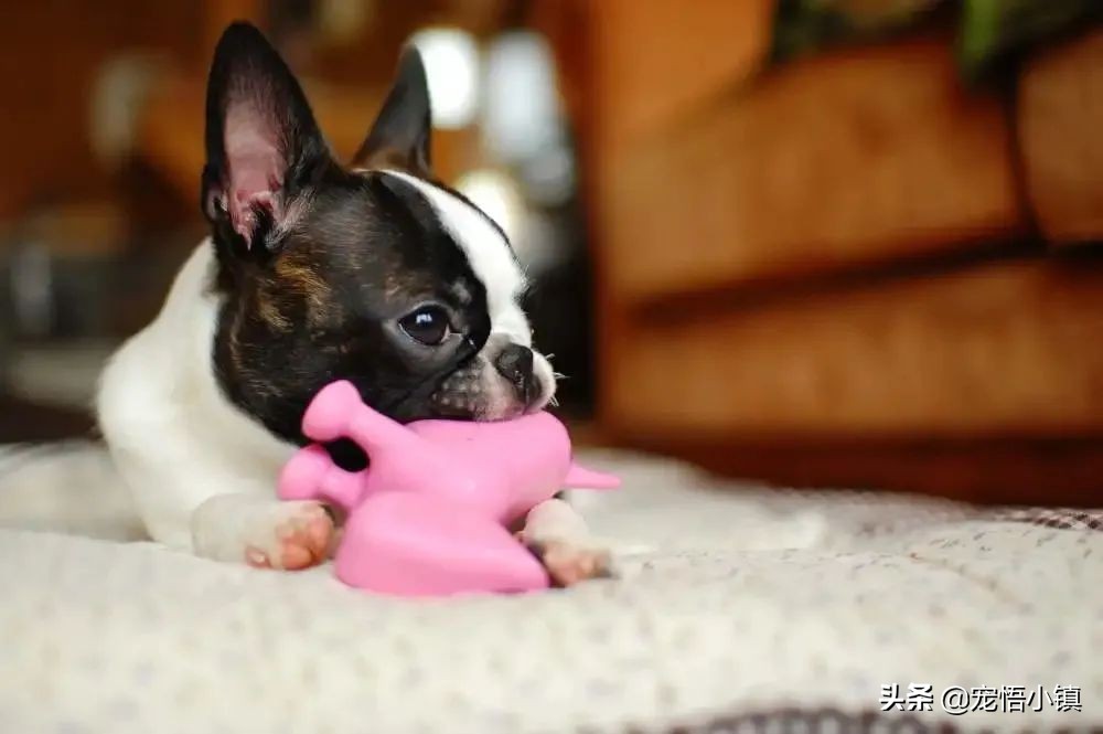 狗狗的玩具用小苏打清洗,狗狗的塑料玩具怎么消毒