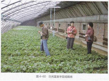 高产的高架草莓无土栽培技术,有机草莓的大棚种植与管理技术