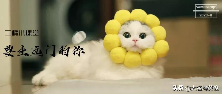 出远门猫咪想主人的表现,猫咪出远门坐什么车最好