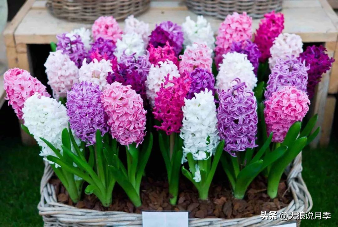 狼家球根怎么样,狼家球根上市了吗