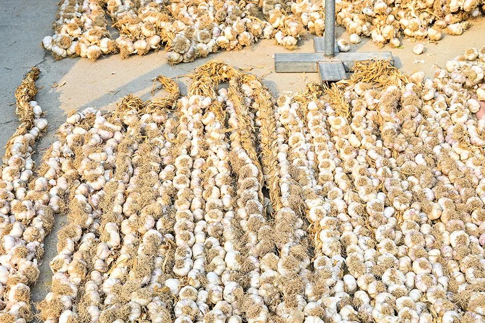 满满的烟火气逛大集真好玩,最值得逛的大集