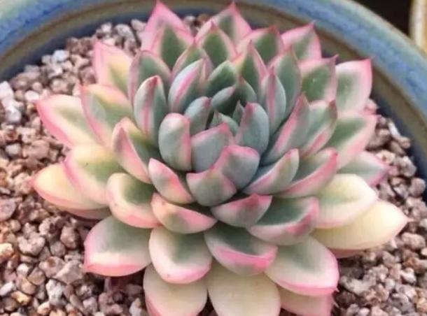 怎么能让多肉出锦,怎么让多肉出锦