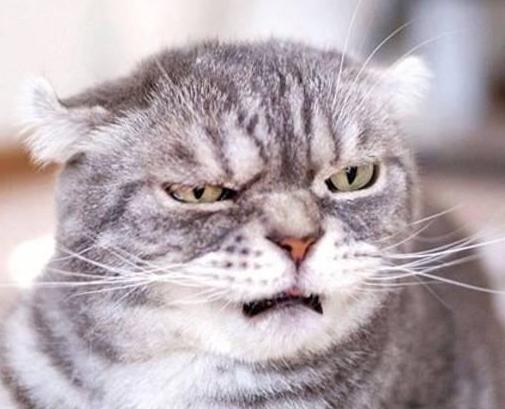 小猫咪到底能有多体贴,你见过这么拽的小猫咪吗