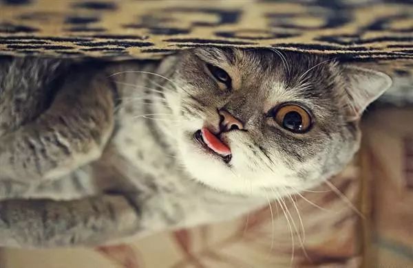 盘点致命的养猫玩具,猫咪新出网红用品