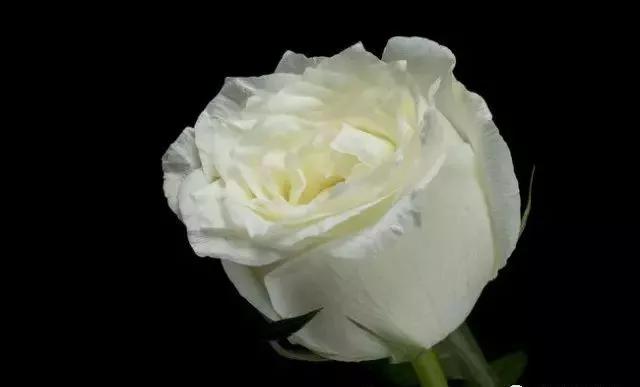 一万年一次的2020520；一起认识100种玫瑰~别送错啊