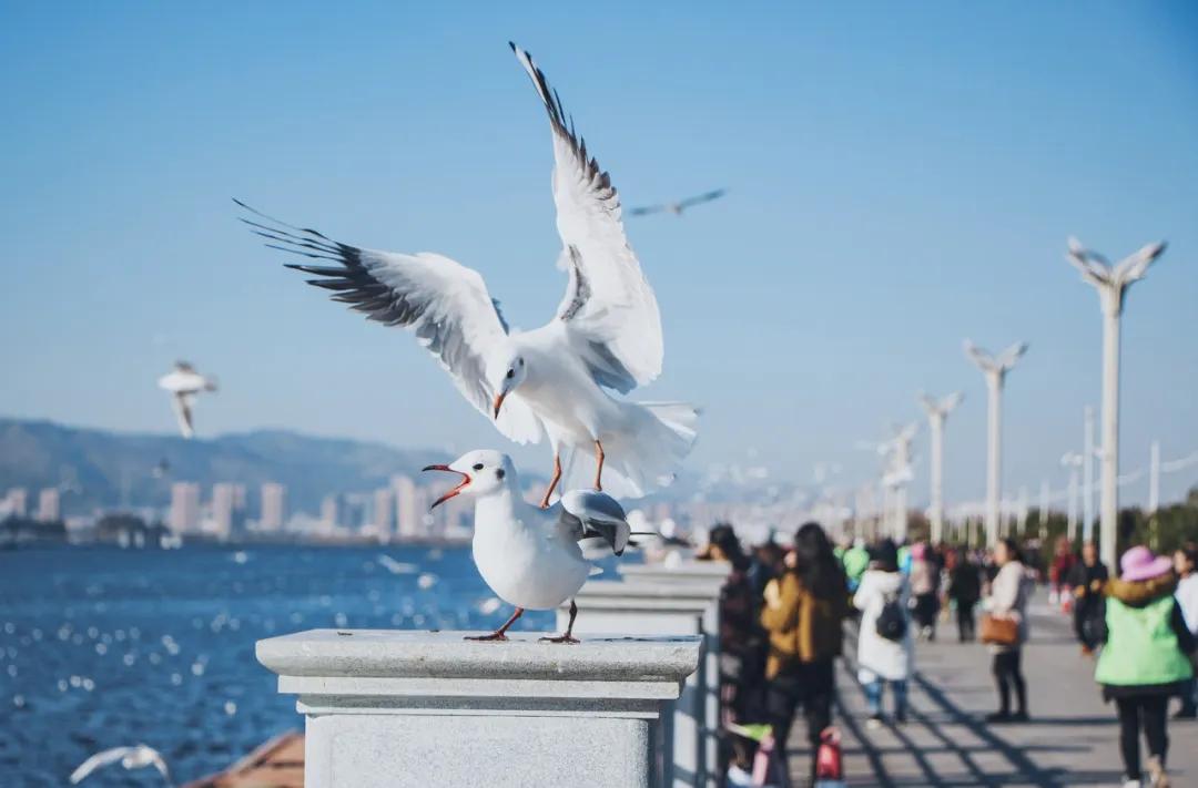 出发四季如春之地昆明,云南昆明攻略冬天