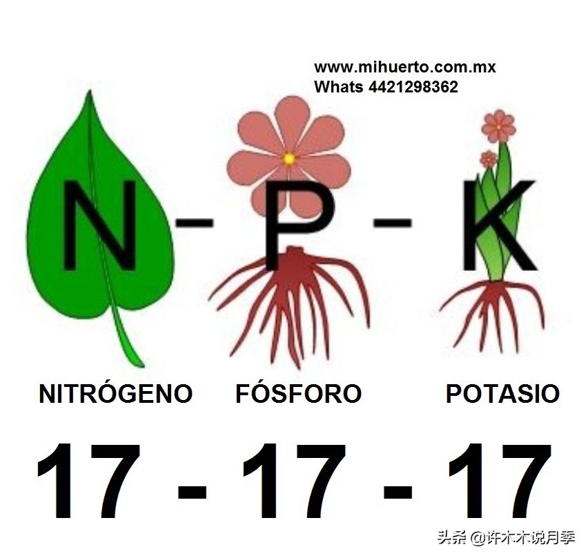 地栽月季水浇多了烂根怎么补救,藤本月季大苗烂根快速恢复方法