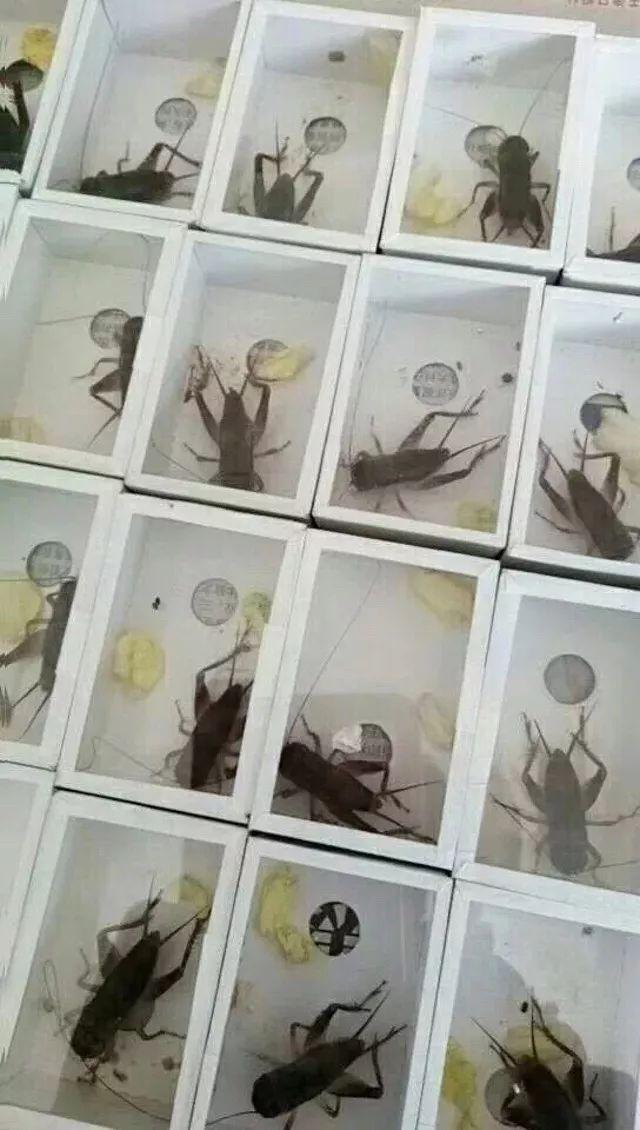 百艺杂谈，教你鸣虫界的八句“黑话”