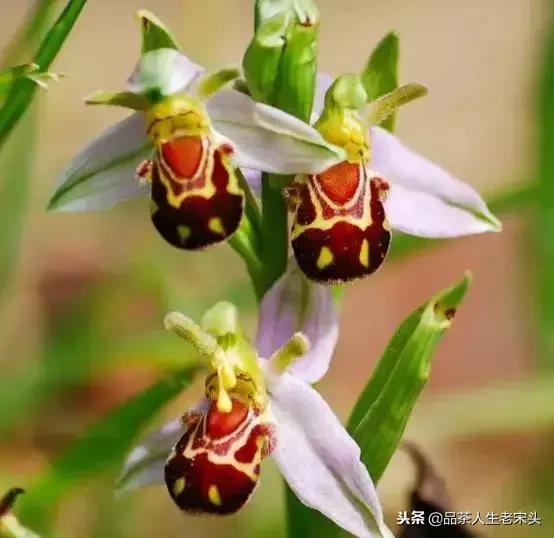 最新世界十大“怪”,最后一个太绝了!