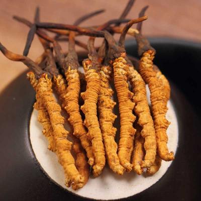 对于野生动物你有哪些了解,冬虫夏草对于女人的好处和坏处