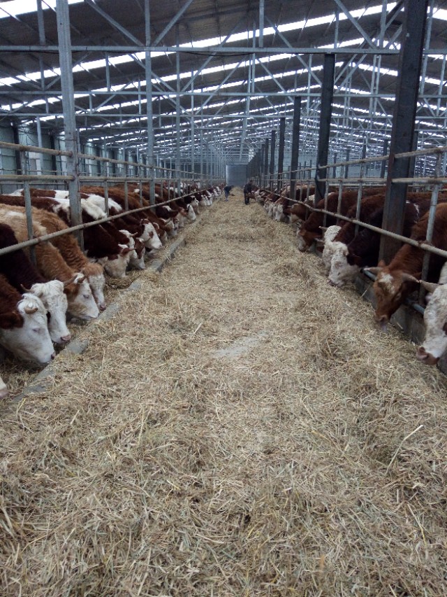 牛口蹄疫一般几天结束,牛口蹄疫怎么治