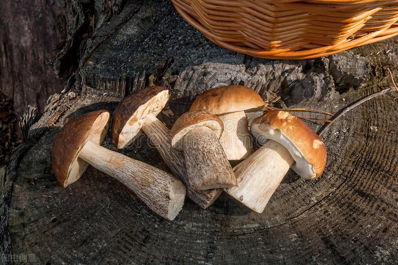 能好怎?这个魔物该怎么吃?漫画《迷宫饭》的美食物语