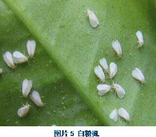 平安树的各种病害图片,平安树叶片背面常见病