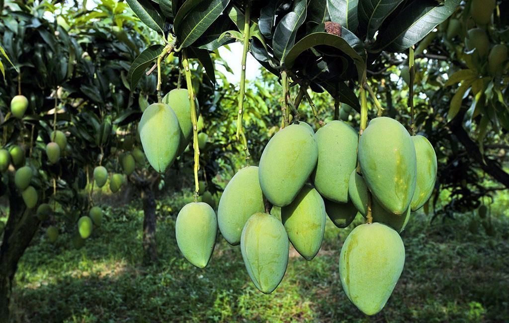 100种常见观叶植物图鉴史上最全,农村常见的100种植物