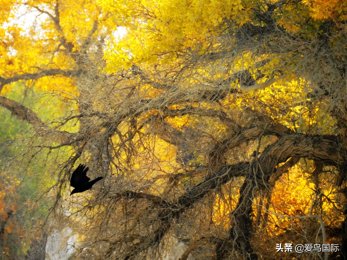 观鸟大年,观鸟作品100幅