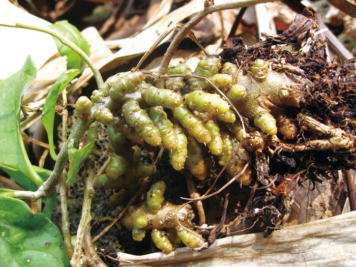 38种常见入侵植物花朵,38种疯狂的入侵植物