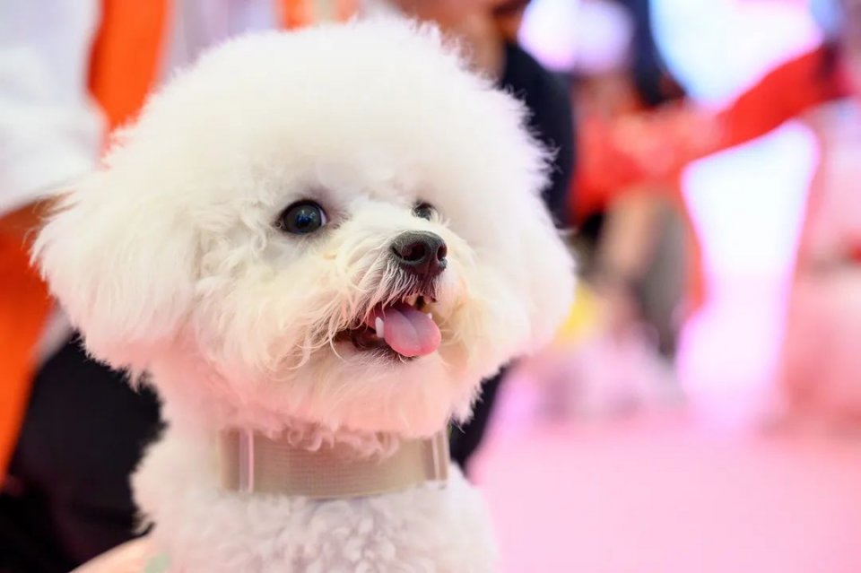 保利MALL 阿派领养日！有只萌宠在call你…