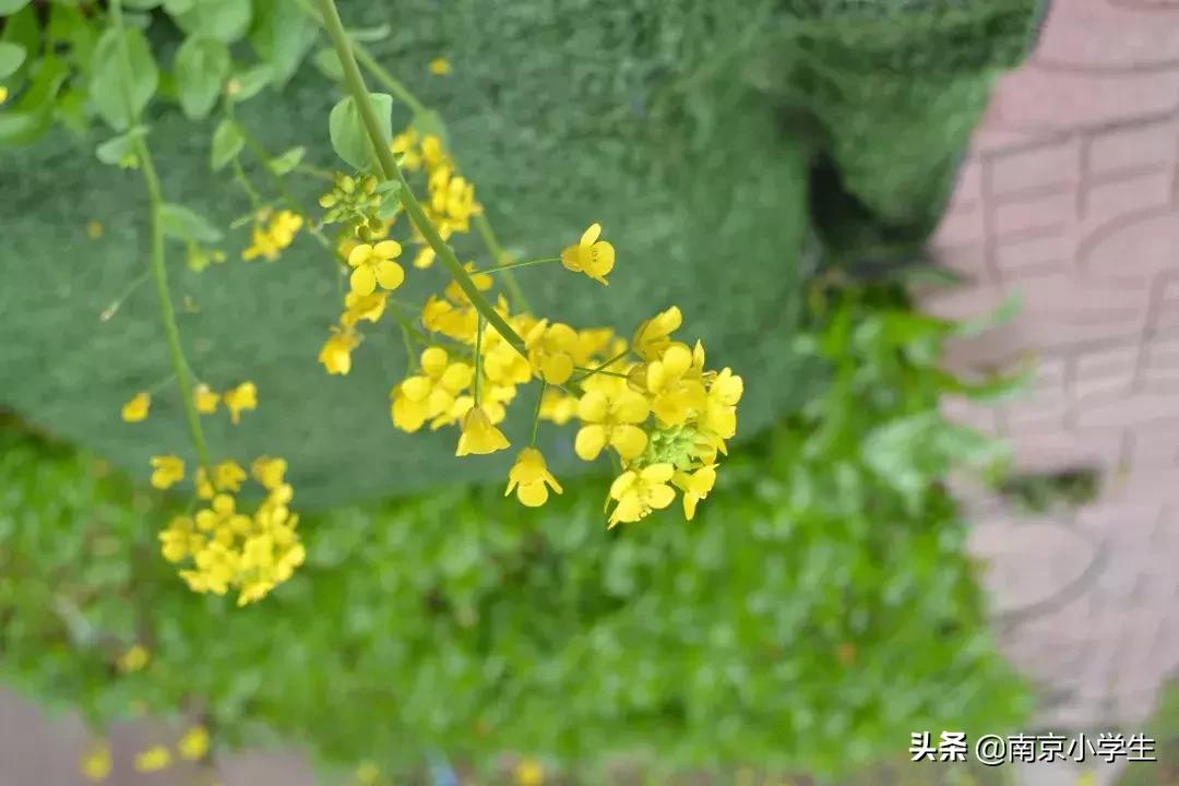 春和景明少年时,古雄小学2021年新生