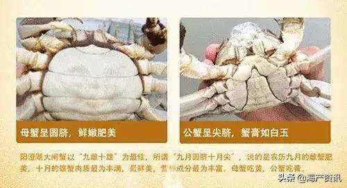 大闸蟹怎么吃才是最正确的,大闸蟹的正确吃法你知道吗