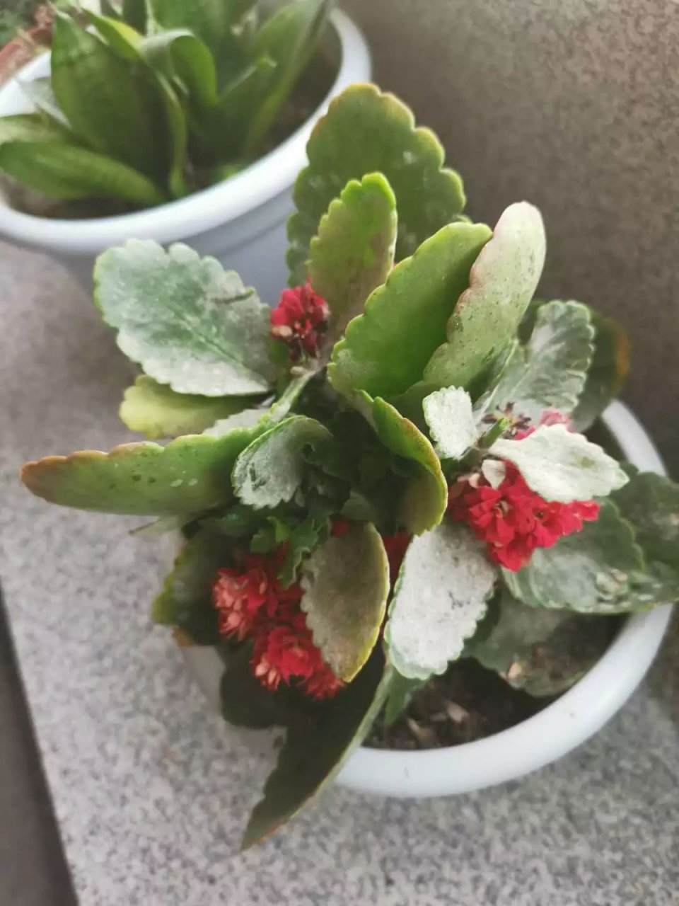 植物叶子长白色斑点怎么办,植物叶片上长满了白点是什么原因