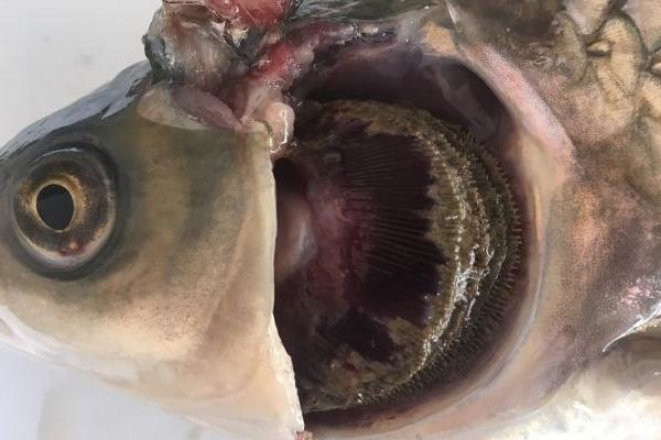 青鱼烂鳃病,青鱼烂身怎么治疗