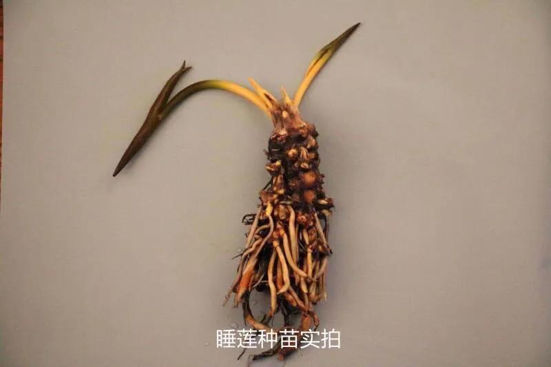 碗莲跟睡莲哪个适合鱼缸养鱼,睡莲和碗莲哪个适合在水缸养