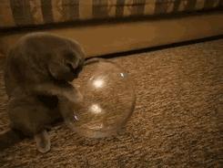 为测量猫咪体积，一网友对自家主子出手了，却完美证明喵是液体的