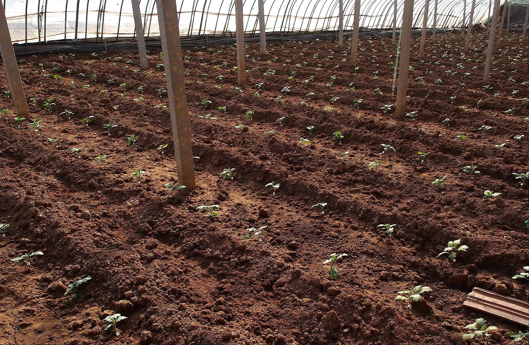 大棚用什么方法增温效果好,大棚增温100平方米需要什么增温器