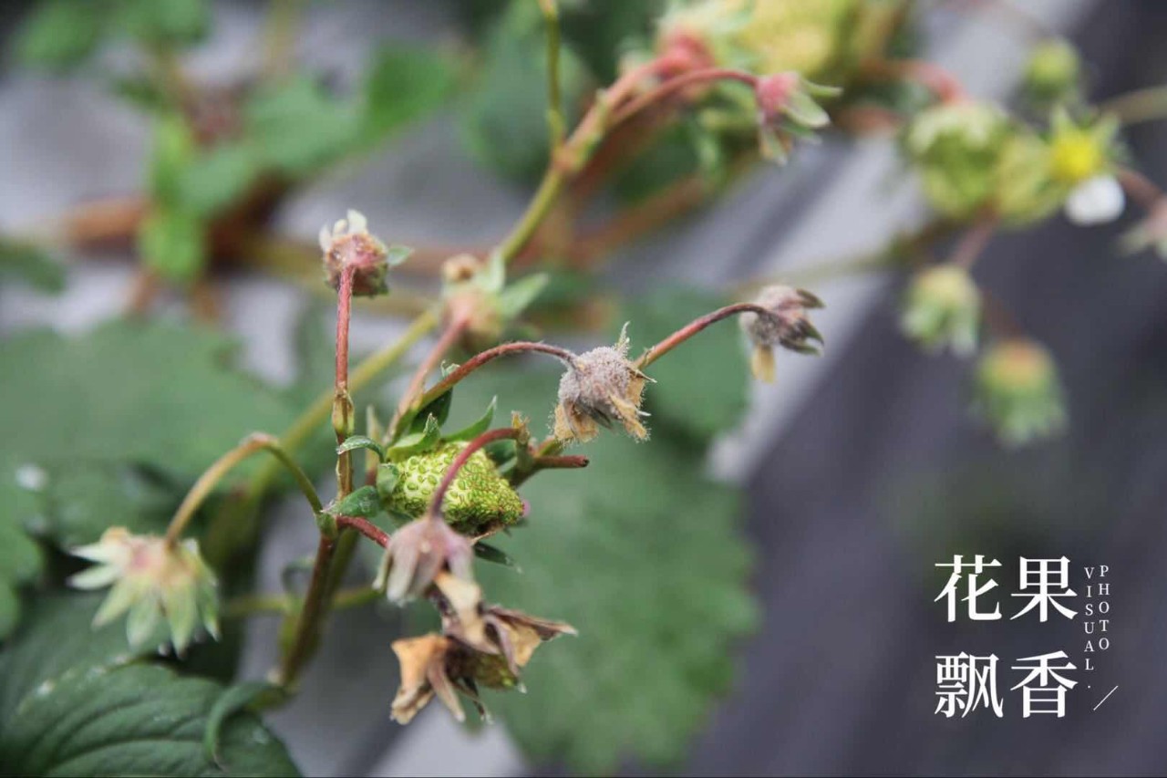 自家种草莓什么体验,博士种草莓的视频