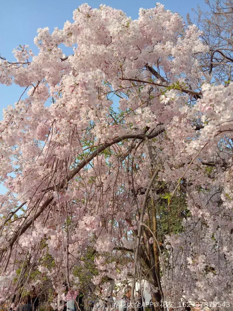 好书推荐快来领取你的宝藏书单,100种百花图谱大全