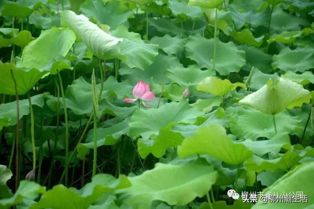 柳州哪里有免费花海,柳州花海紫荆花真实视频