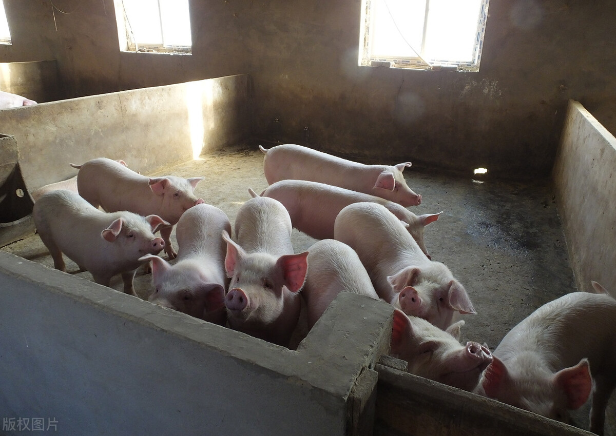 养猪2015-2017年利润有多大,养猪一年养200多头猪能赚多少钱