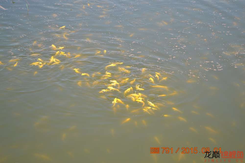 锦鲤苗成长,日本锦鲤水花苗成长