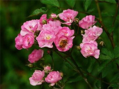 月季花的栽培方法如下,月季花的栽培方法和时间