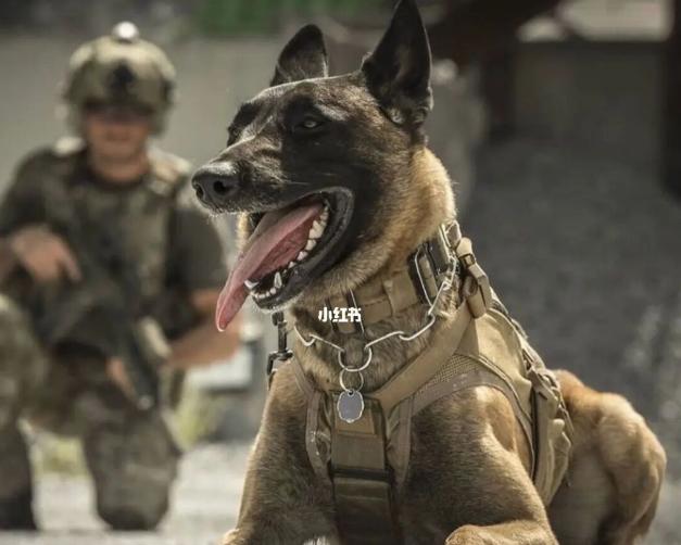 养马犬有什么好处视频,养马犬的十大好处图文