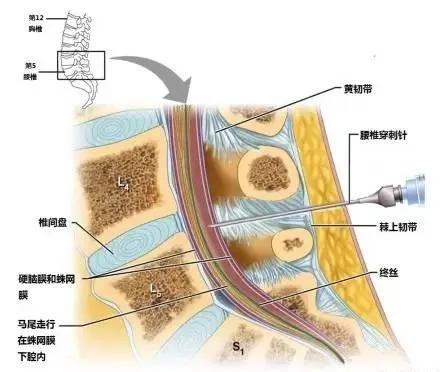 完整版神经系统医学美图看一眼就可以记住