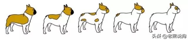 蓝法斗长大后毛色变化,国际认可纯种法斗毛色