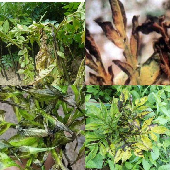 魔芋病虫害怎么防治,魔芋病虫害防治办法