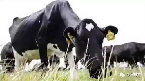 「肉牛头条」肉牛流行性感冒来袭，养牛户你知道如何应对吗？