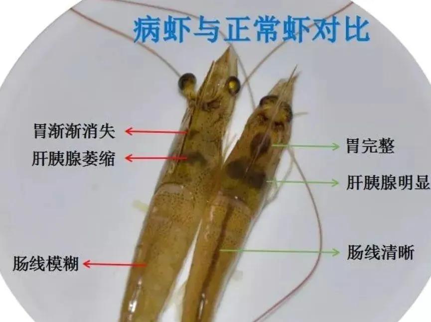 对虾白便是如何危害对虾养殖的,南美白对虾尾部一节白是什么原因