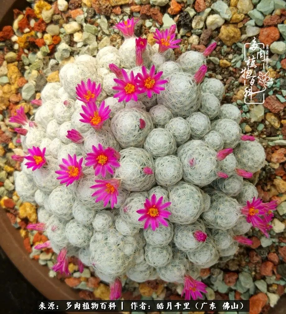 多肉娇气养不活多肉的10个秘密,养多肉是件很治愈的事情