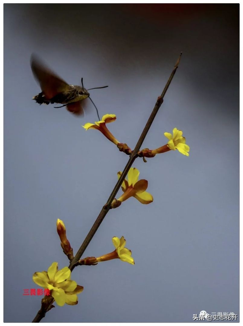 渡船作者：张树河