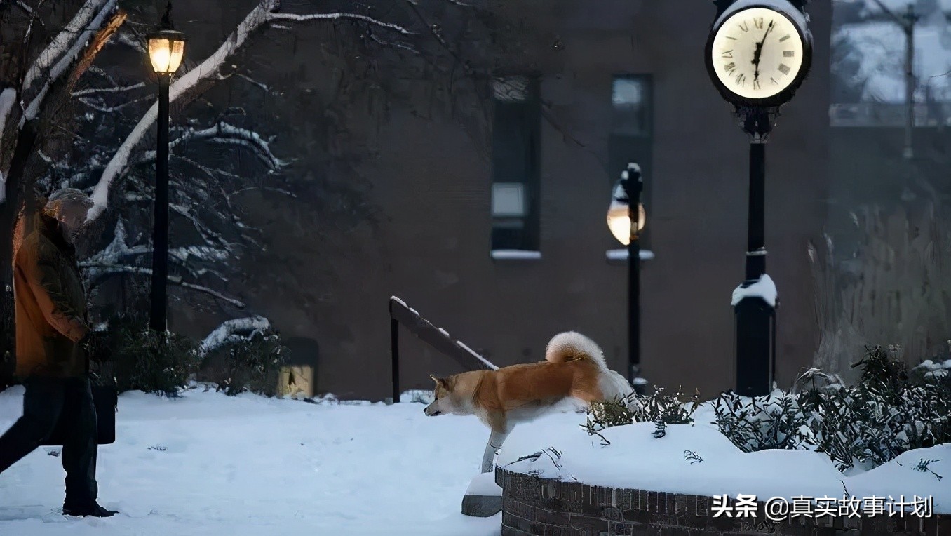 宠物减肥课程价目表,宠物私教一节5000元减肥课