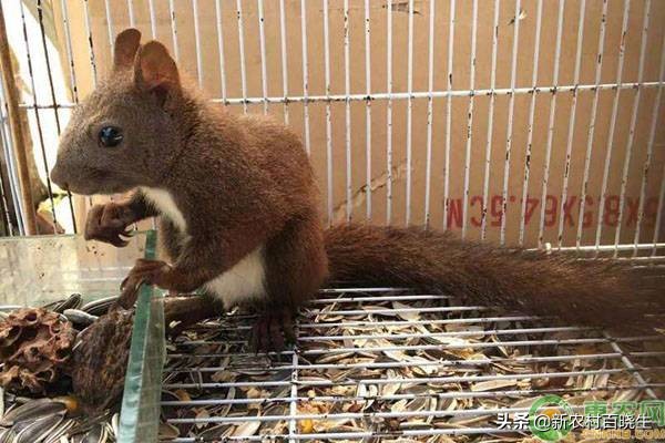 观赏活体松鼠,海南红腹松鼠观赏